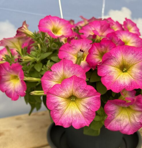 Petūnija 'Patia Pink Sun' (pieejams no jūnija)